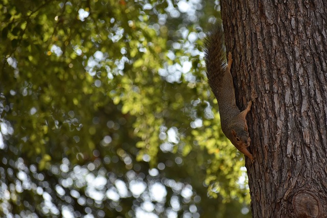 顶尖裁判团 顶尖裁判团